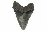 4.17" Fossil Megalodon Tooth - South Carolina - #186774-1